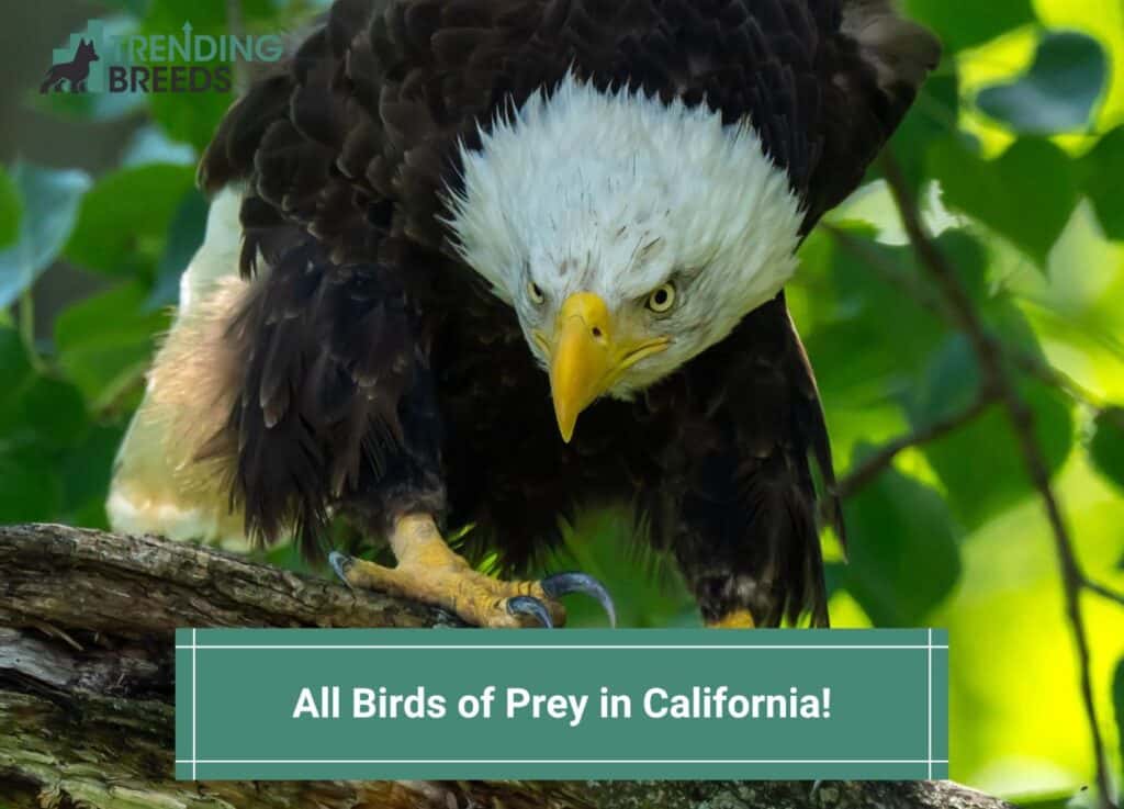 All-Birds-of-Prey-in-California-template