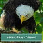 All-Birds-of-Prey-in-California-template