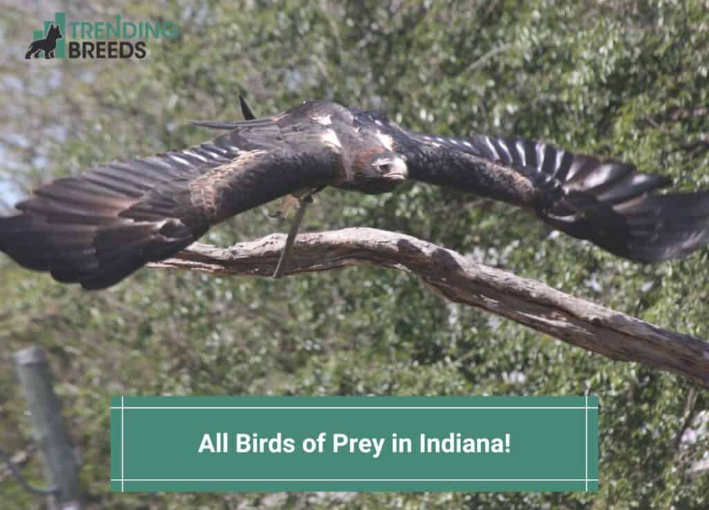 All-Birds-of-Prey-in-Indiana-template