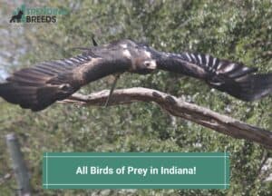 All-Birds-of-Prey-in-Indiana-template