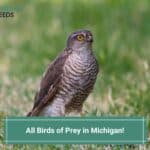 All-Birds-of-Prey-in-Michigan-template