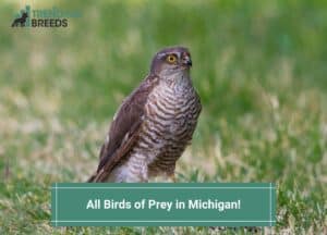 All-Birds-of-Prey-in-Michigan-template