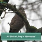 All Birds of Prey in Minnesota-template