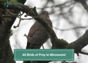 All Birds of Prey in Minnesota-template