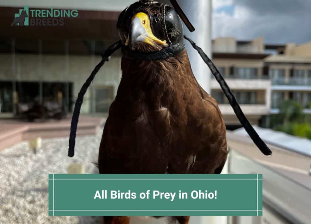 All-Birds-of-Prey-in-Ohio-template