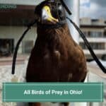 All-Birds-of-Prey-in-Ohio-template