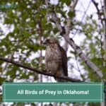All-Birds-of-Prey-in-Oklahoma-template
