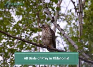 All-Birds-of-Prey-in-Oklahoma-template