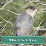 All-Birds-of-Prey-in-Virginia-template