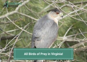 All-Birds-of-Prey-in-Virginia-template