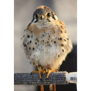 American-Kestrel