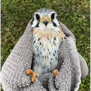 American-Kestrel
