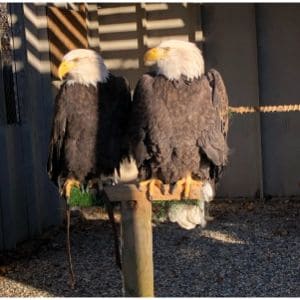 Bald Eagle