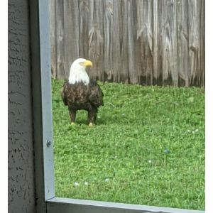 Bald-Eagle