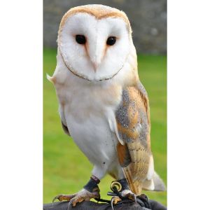Barn-Owl