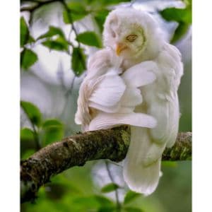 Barred Owl