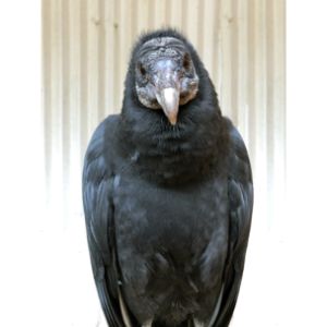 Black-Vulture