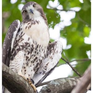 Broad-winged-Hawk