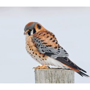 Conclusion For All Birds of Prey in Maine