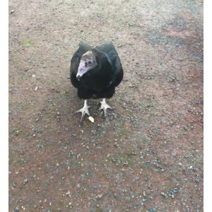 Conclusion-For-All-Birds-of-Prey-in-Virginia