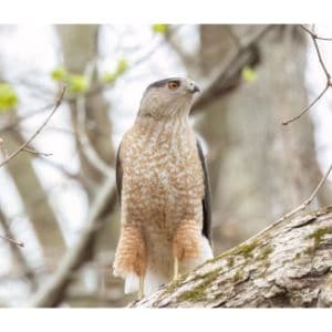 Coopers-Hawk
