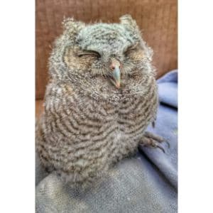 Eastern-Screech-Owl