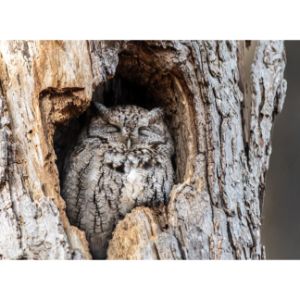 Eastern-Screech-Owl
