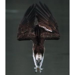 FAQs-About-Birds-of-Prey-in-Florida