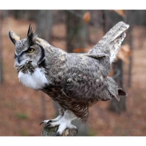 Great-Horned-Owl