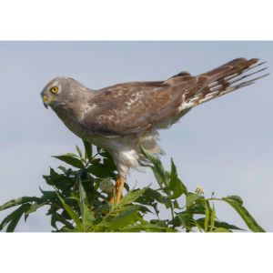 Northern Harrier