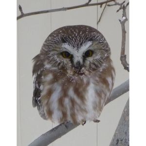 Northern-Saw-whet-Owl