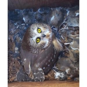 Northern-Saw-whet-Owl