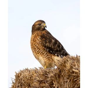 Red-tailed-Hawk.