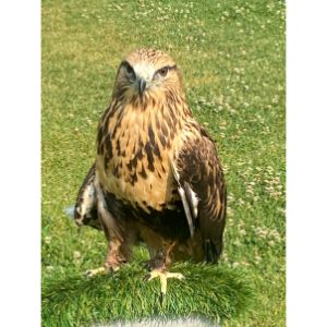 Rough-legged-Hawk