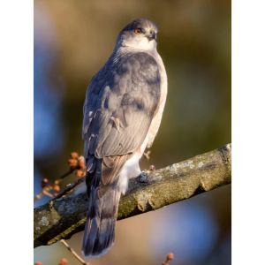 Sharp-shinned Hawk