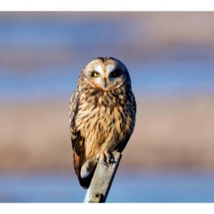 Short-eared-Owl