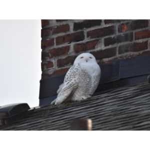 Snowy Owl