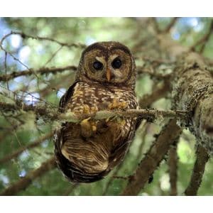 Spotted-Owl
