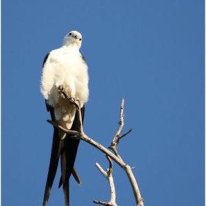 Swallow-tailed-Kite