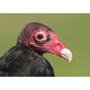 Turkey-Vulture