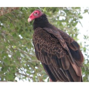 Turkey-Vulture-