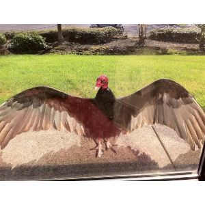 Turkey-Vulture