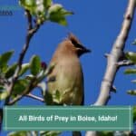 All 12 Birds of Prey in Boise, Idaho-template