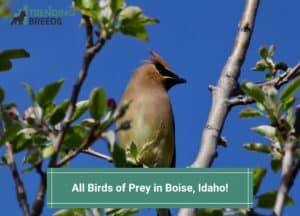 All 12 Birds of Prey in Boise, Idaho-template