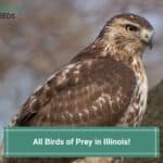 All 13 Birds of Prey in Illinois-template