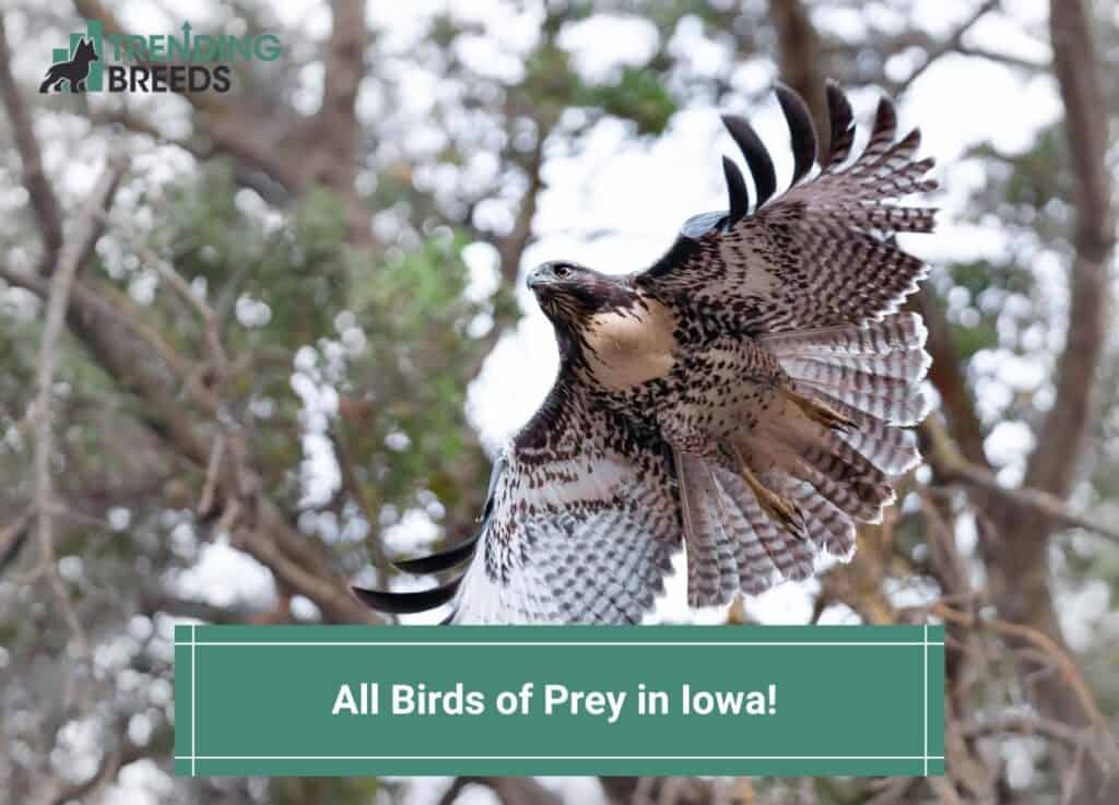 All 13 Birds of Prey in Iowa-template