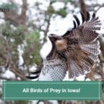 All 13 Birds of Prey in Iowa-template