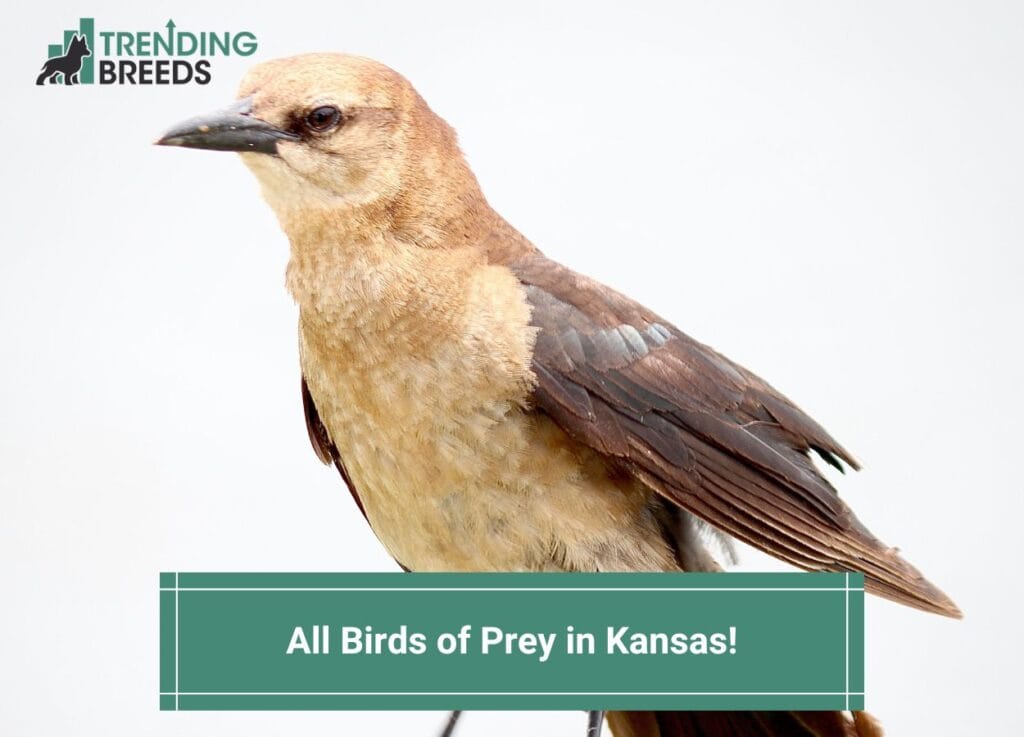 All 13 Birds of Prey in Kansas-template