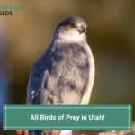 All 13 Birds of Prey in Utah-template