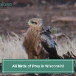 All 13 Birds of Prey in Wisconsin-template